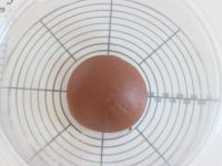 ココナッツショコラのお花パンの作り方の手順6